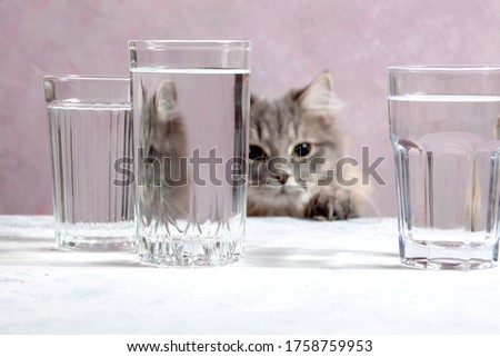 A fluffy grey tabby cat looks through a glass. distorted water, distortion, deformation.