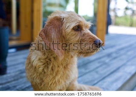 Beautiful red Basset fauve de Bretagne dog profile. Sitting on patio.