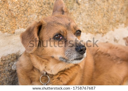 Sweet Spanish mixed-breed dog mongrel