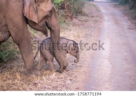 A mother elephant and baby calf at Jim Corbett National Park.