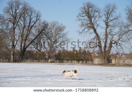 A dog walking in the snow. High quality photo