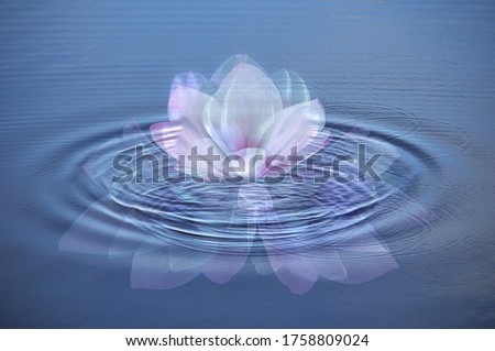 Composite photo of a bright white and pink lotus flower on a rippled clear water surface, reflected in the mirror of the water symbolizing spiritual awakening, mindfulness, meditation, serenity, calm,