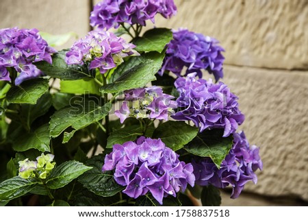 Pots with natural flowers, botany and horticulture, garden