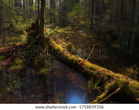 Swamp. Picturesque Peat Bog In The Northern Part Of Belarus, The Beginning Of Summer. Quagmirian Landscape With Fallen Tree Trunk And Blue Oil Stain. Marsh Forest. Royalty-Free Stock Photo #1758839336