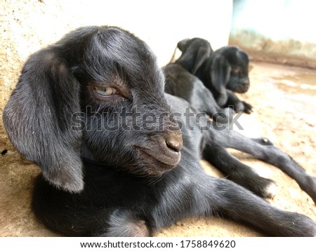 Black goat child resting and focus on camera lens face