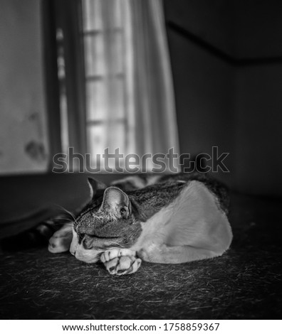 Cat sleeping on piano black and white