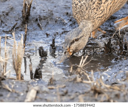 Mallard duck, Anas platyrhynchos, female, feeding in muddy puddle Head shot - selective focus