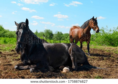 The adult black horse is lying in the pasture.
