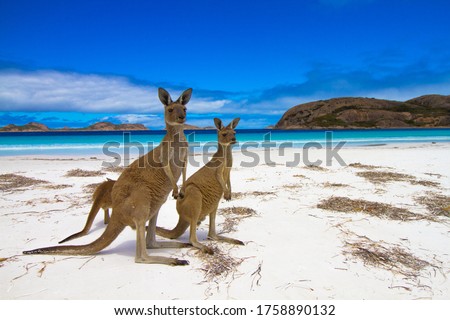 Esperence Lucky Bay Western Australia Kangaroo Beach Royalty-Free Stock Photo #1758890132