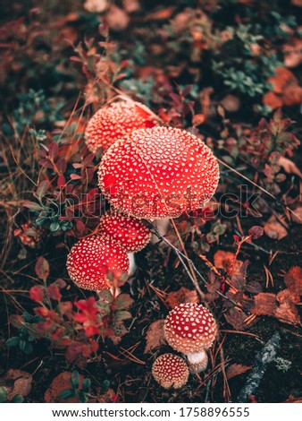 A Group of Toadstool Mushrooms in Fall