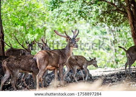 Rusa timorensis (Javan rusa) Cervidae is a deer species that is endemic to the islands of Java, Bali and Timor (including Timor Leste) in Indonesia