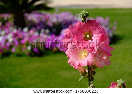 A closeup shot of a branch of pink hollyhocks growing in the park