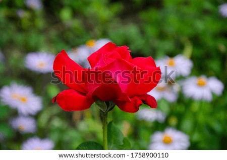 Close up photography of beautiful red rose. Flower blooming in the garden. Summer nature image.