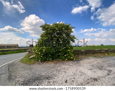 A tree with white blossom, next to a road in, Allerton, Bradford, UK