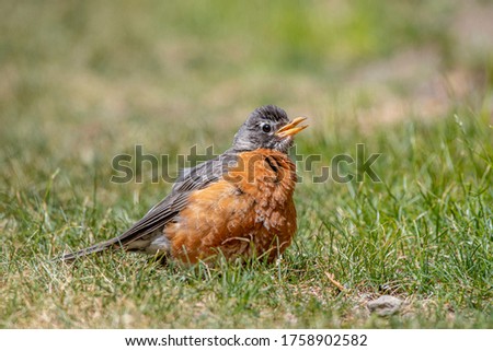 American robin does not become independent. Their parents will continue to feed them after the first year's november. Common bird in United States.