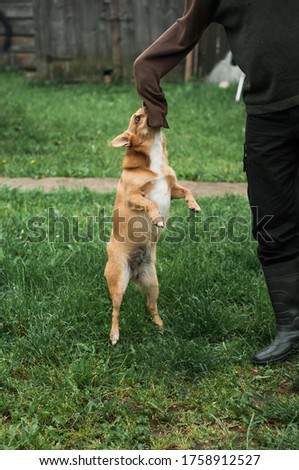 Dog on a green grass outdoors, playful mood with the host