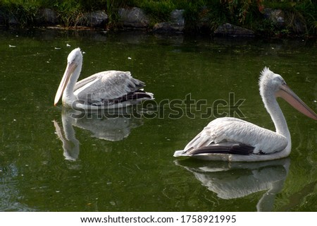 pelican swimming in a lake, with green water and plants