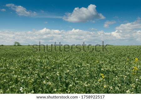 Beautiful rural landscape: green pea field and blue sky with white clouds. Idyllic picture, summer mood. Copy space on the sky.