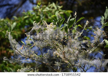Tree branches covered with Caterpillar webs. 
