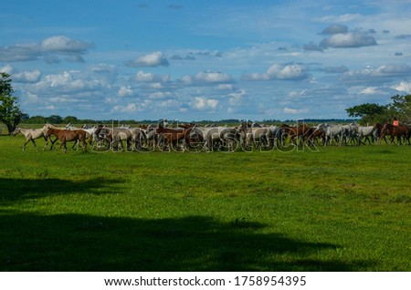 horses riding through Colombian plains, accompanying cattle and cowboys in their daily work.