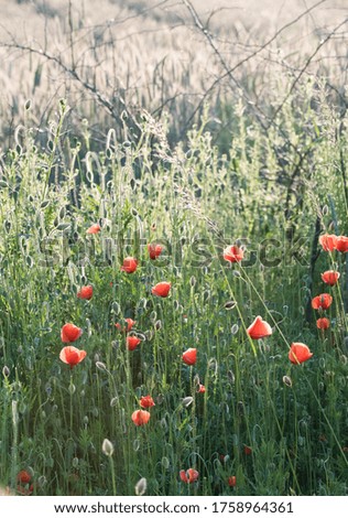 Backlit poppy flowers in the field