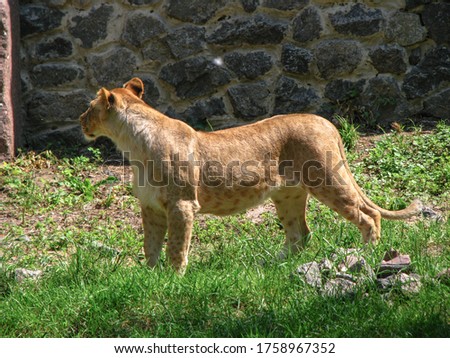 Wild animal in nature. Lioness looking for food for her pride. 