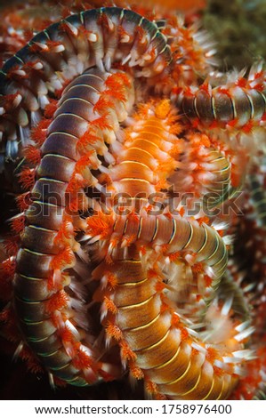 Bearded fireworm (Hermodice carunculata) on the seabed of the mediterranean sea