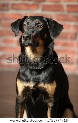 black and brown mongrel dog, studio photo