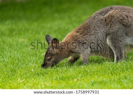 The red-necked wallaby or Bennett's wallaby (Macropus rufogriseus) is a medium-sized macropod marsupial (wallaby), common in the more temperate and fertile parts of eastern Australia. Green bokeh.