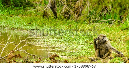 baboon thinking beside a lake in kenya
