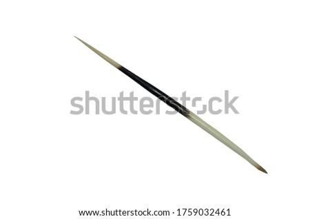 porcupine spine isolated against a white background