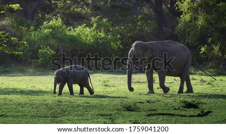 Family of Elephants in Yala National park Sri Lanka