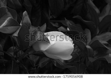 Magnolia flower blooming on the tree