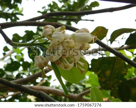 white flowers of pomelo fruit plant on the tree