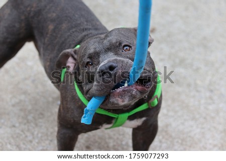 An American Bully dog is biting a rubber strap