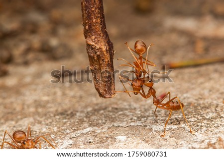 weaver red ant carrying other ant to climb dry stick