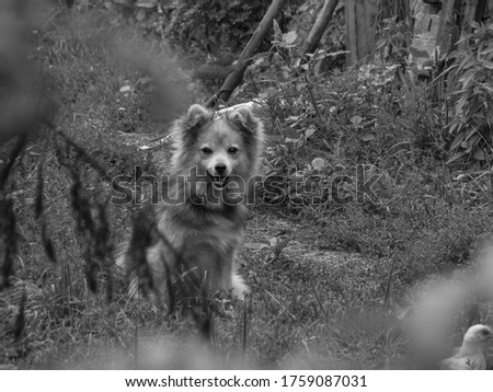 Cute pet on the nature near the house. Homeless poor dog playing on the street and looking at the camera. Stock photo for design