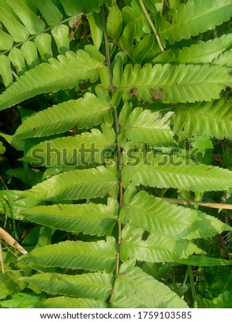 Green fern (Polypodiopsida, paku, pakis,  Polypodiophyta) with a natural background. Indonesian use it as food (vegetable).