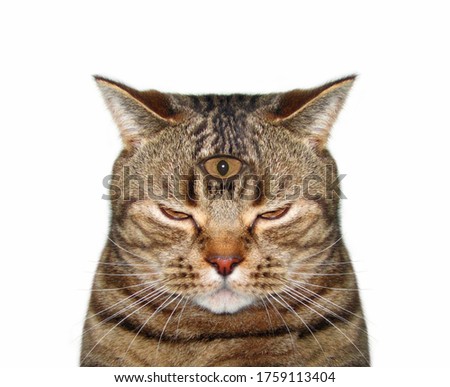 The beige cat has got third eye. White background. Isolated.