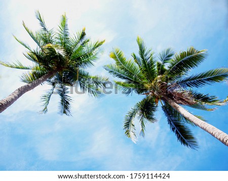 Closeup - Double coconut trees in the bottom view On the background the blue sky has bright white clouds. Selective focus