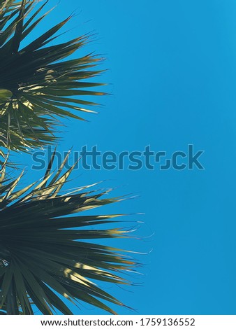 against the blue sky on the left, green leaves of palm trees are visible close-up, in the summer on the beach near the ocean sea on vacation at the weekend relaxation, high quality photo