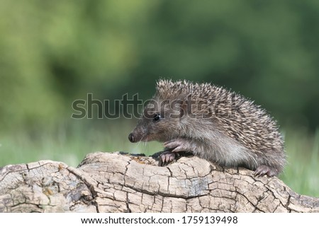 The hedgehog looking for food (Erinaceus europaeus)