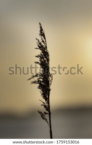 Reed in front of Sunset