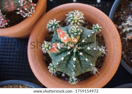 the colorful cactus plants in a black pot.