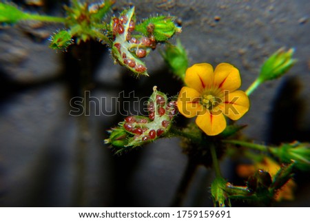 Small yellow flower with blurry background