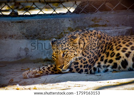 Leopard in a zoo in Delhi.