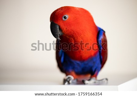 shallow depth of field selective focus with a macro lens, Bright colorful female eclectus parrot (eclectus roratus) Royalty-Free Stock Photo #1759166354