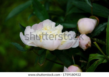 Close up floral photography of white beautiful peonies in the garden. Floral summer background image.