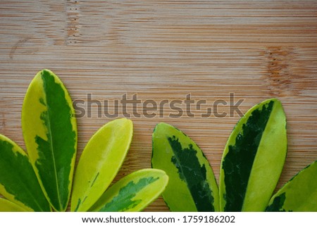 green leaves on wooden background. Blank for advertising card or invitation.