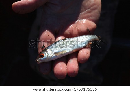 
little silverfish in human hands